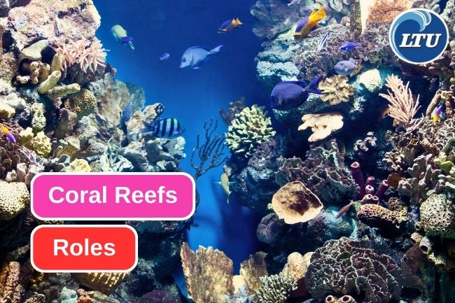 5 Coral Reef Roles On Commercial Fishing